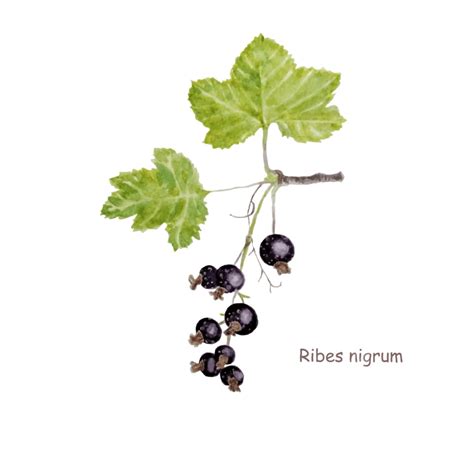 Watercolor Blackcurrant PNG, Vector, PSD, and Clipart With Transparent Background for Free ...