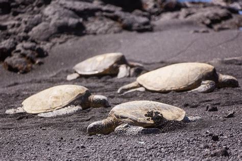 Oahu to Big Island Adventure Tour Day Trip 2023 - Viator