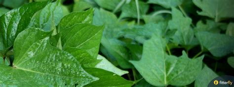 Wonders of Ipomoea Leaves (Sweet Potato Leaves) - Fitterfly