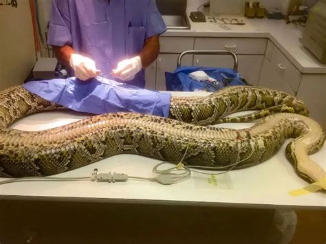 Image result for Large Python Eating a Deer