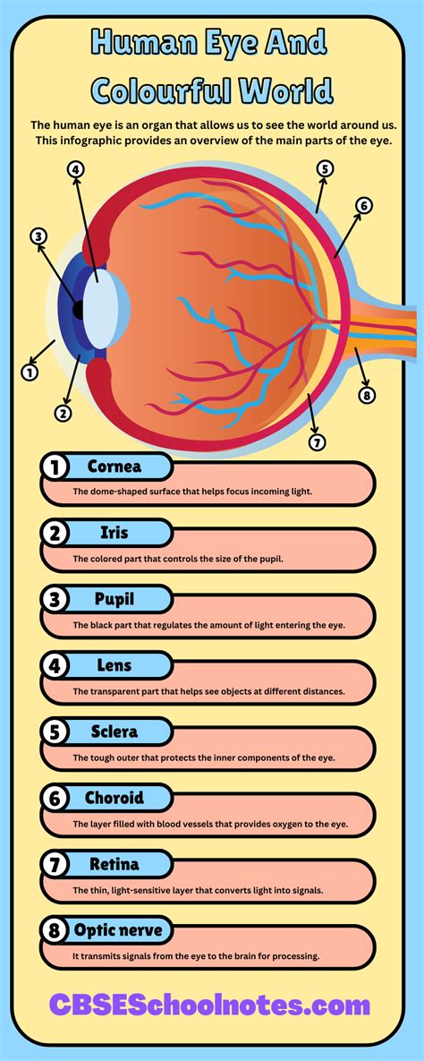 Class 10 Science Chapter 11 Topic Eyes 的图像结果