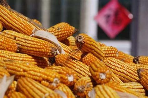 近期玉米价格连续上涨，8月能突破1.4元大关吗？听听专家怎么说__财经头条
