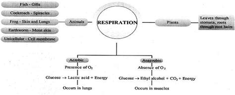 Mindmap for respiration in plants and aquatic animals - Brainly.in