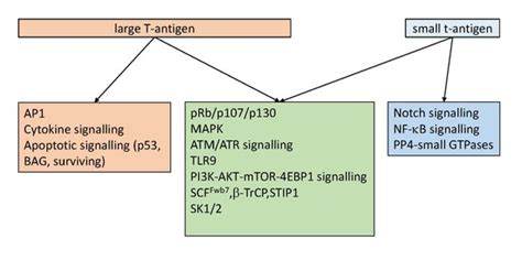 Effect of the Large and Small T-Antigens of Human Polyomaviruses on ...