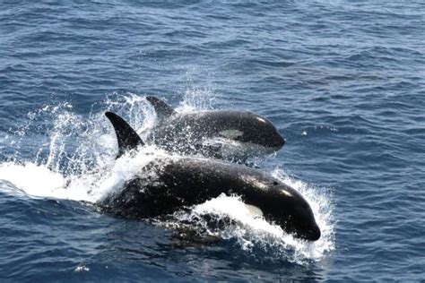 La temporada de orcas 2024