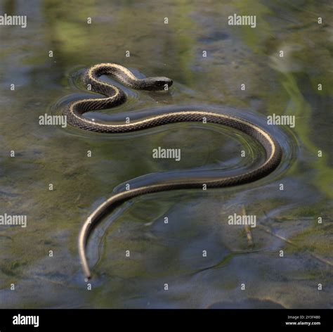 Western Terrestrial Garter Snake (Thamnophis elegans) Reptilia Stock ...