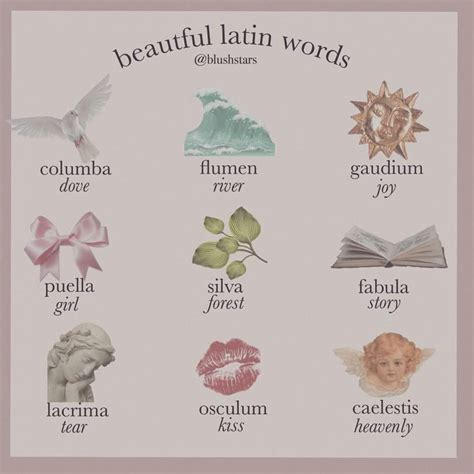 Latin Words For Rose at Oliver Silas blog
