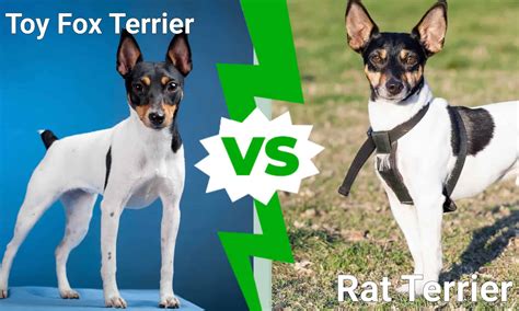 Toy Fox Terrier