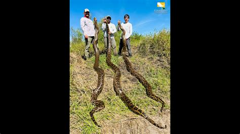 Image result for Reticulated Python Florida
