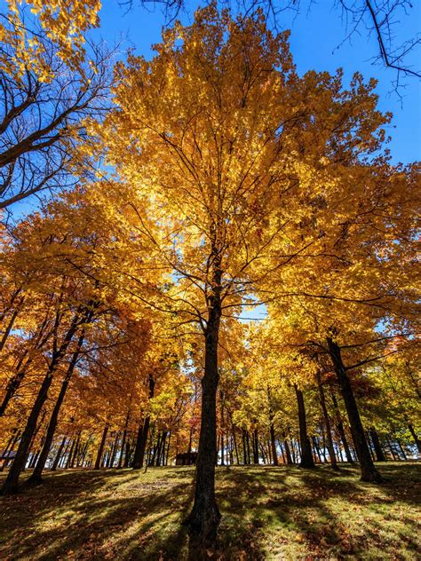 Brigham County Park Foliage : r/madisonwi