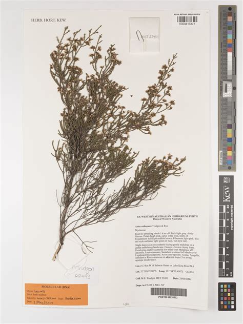 Astus subroseus Trudgen & Rye | Plants of the World Online | Kew Science
