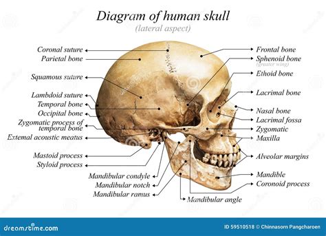 Human Skull Front View Diagram