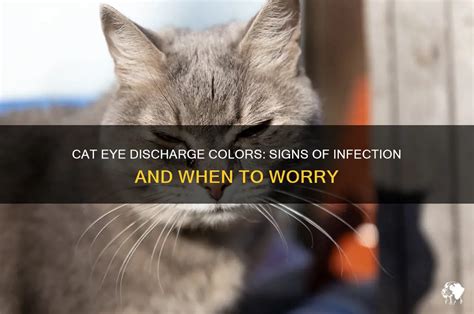 Cat Eye Discharge Colors: Signs Of Infection And When To Worry | PetShun