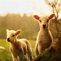 Image result for Spring Pets