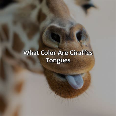 What Color Is Buff - colorscombo.com