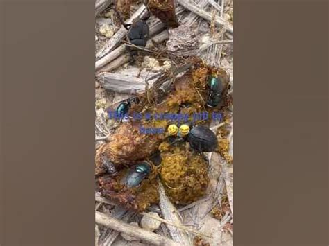 Doo Doo Bug Doing a Job No ONE Else Wants - YouTube