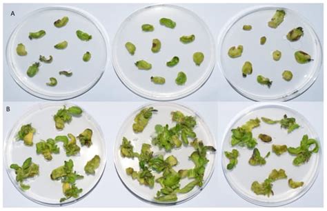 Advancing Antibiotic Residue Analysis: LC-MS/MS Methodology for ...