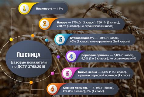ProCушка: Как сушить пшеницу - Фермер Придніпров'я