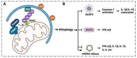 Mitochondrial VDAC1: A Potential Therapeutic Target of Inflammation-Related Diseases and ...