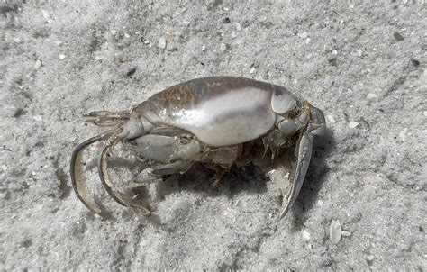 Nature Notes: Atlantic Mole Crab – Henry L. Ferguson Museum