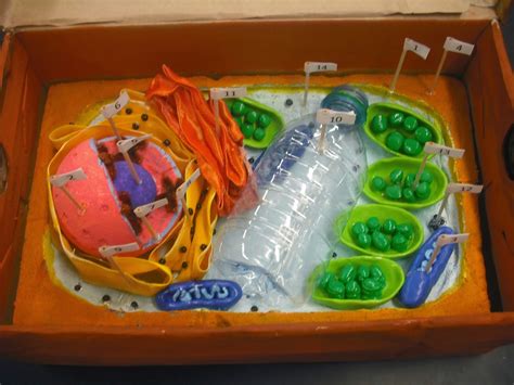 Model Of Animal Cell And Plant Cell at Jason Weiss blog