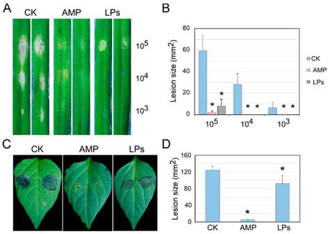 A Promising Biocontrol Agent of Bacillus velezensis VC3 against ...