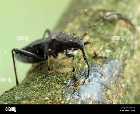 side view of a black adult masked hunter assassin bug (Reduvius ...