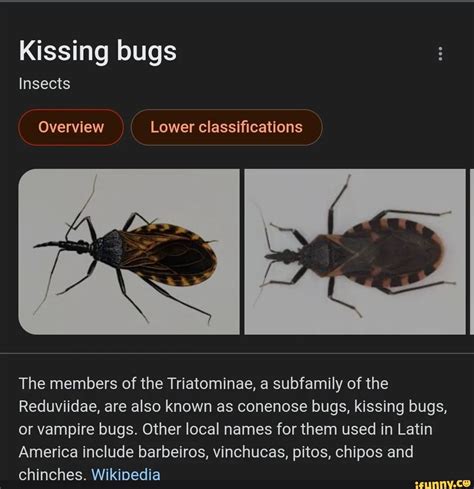Kissing bugs Insects Lower classifications The members of the ...