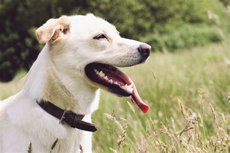 Dog Shaking and Panting: Causes and What to Do About It
