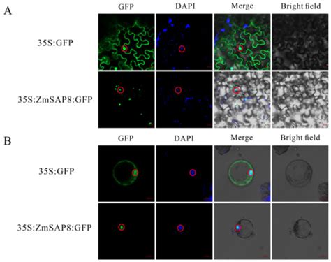 Identification and Analysis of Stress-Associated Proteins (SAPs ...