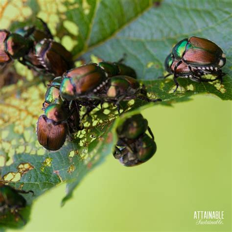 Japanese Beetle Control