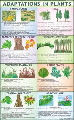 Adaptation in Plants Chart Paper Print - Educational posters in India ...