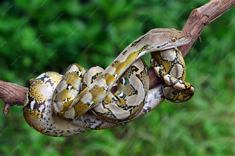 Pythonidae Python Facts 的图像结果