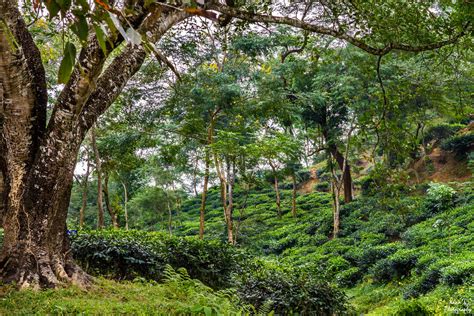 Tilagarh Tea Estate 2