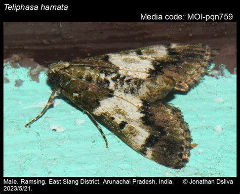 Teliphasa hamata | Moths