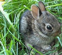 Image result for Cute Baby Bunny Pics