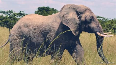 Image result for Elephant Geyser Toothpaste