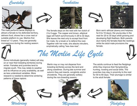 Life Cycles Of A Bird