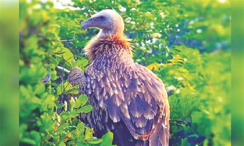 Experts moot tagging vultures with GPS in the Nilgiri Biosphere Reserve