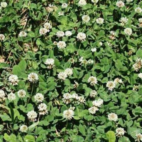 Dutch White Clover Seed 50 lb | SiteOne US