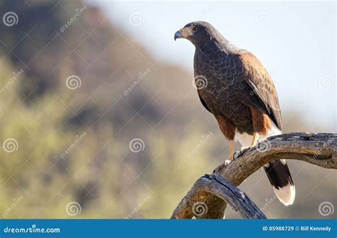 Harris`s Hawk Parabuteo Unicinctus Stock Image - Image of wild, perch: 85988729