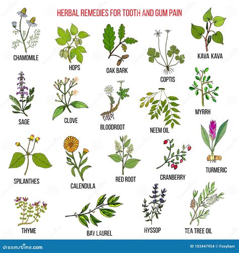 Best Herbal Remedies for Tooth and Gum Pain Stock Vector - Illustration of medicine, pain: 103447954