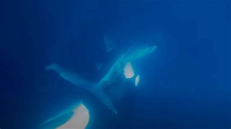 Watch orca tear open whale shark and feast on its…