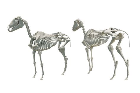 3d rendering of horse skeleton perspective view 21630016 PNG