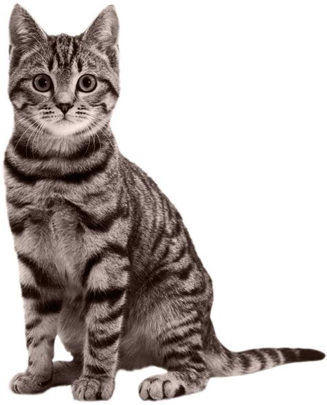 Image result for Cat Delete O2 Sensor