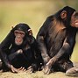 Image result for primates