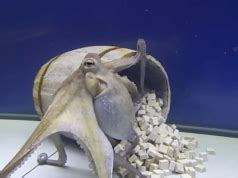 Image result for Octopus Solves Problem
