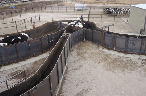 Diy Cattle Working Pens - Design Talk