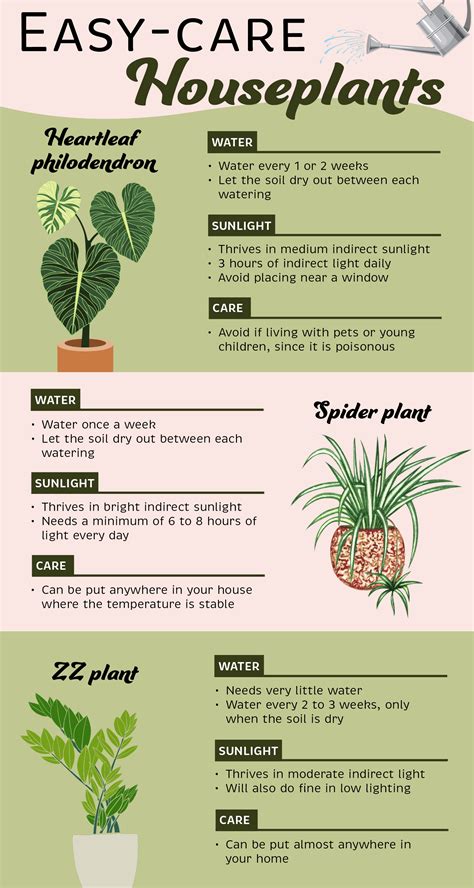 3 easy-care houseplants to boost your mood - CampusWell