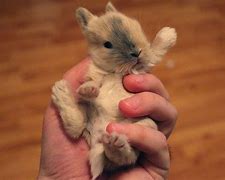 Image result for Funny Baby Bunnies